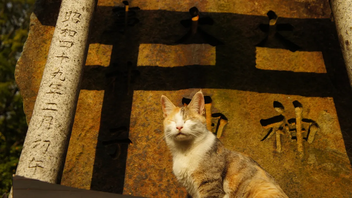 The calico cat was standing in the garden of a temple