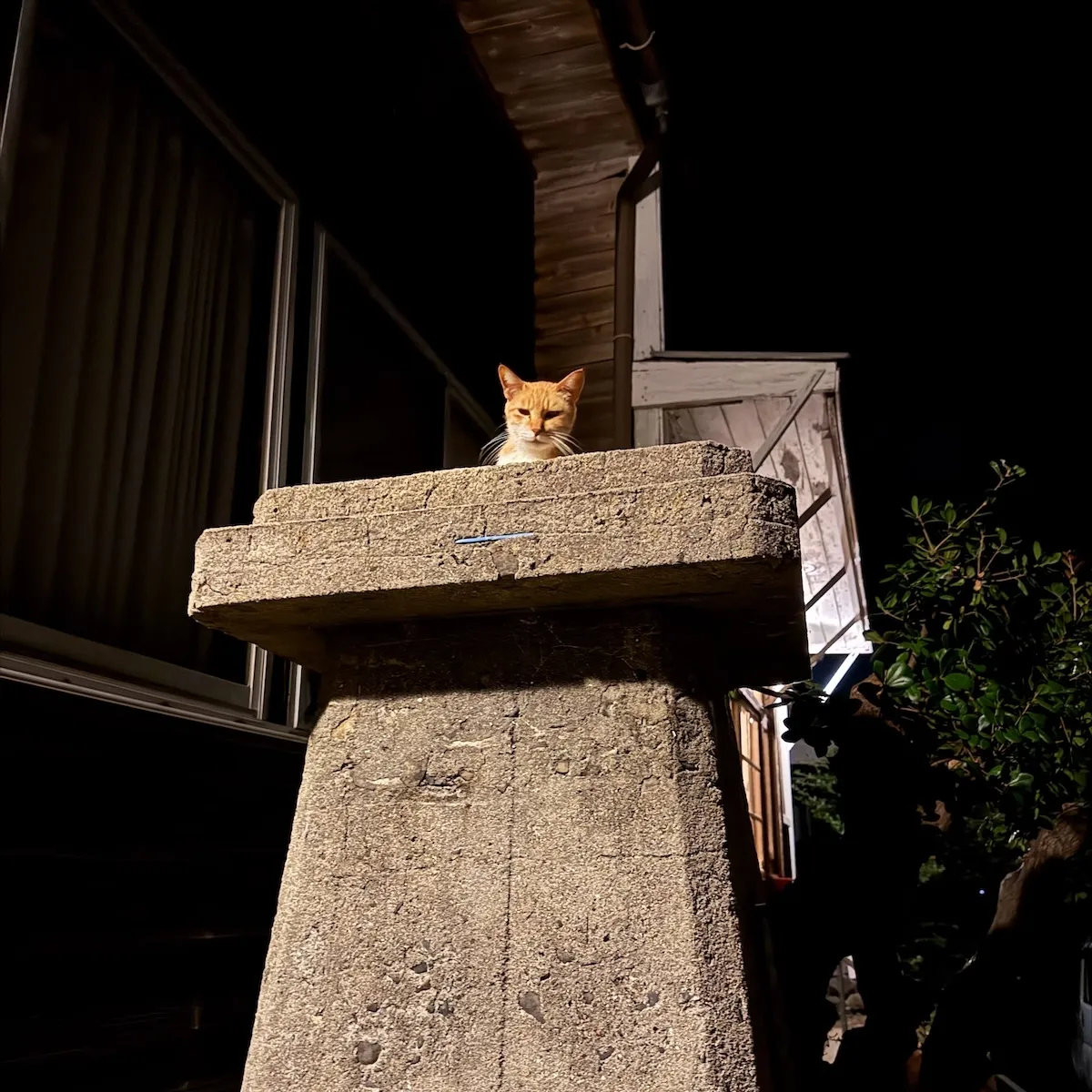 A Night at Neconoshima Hostel