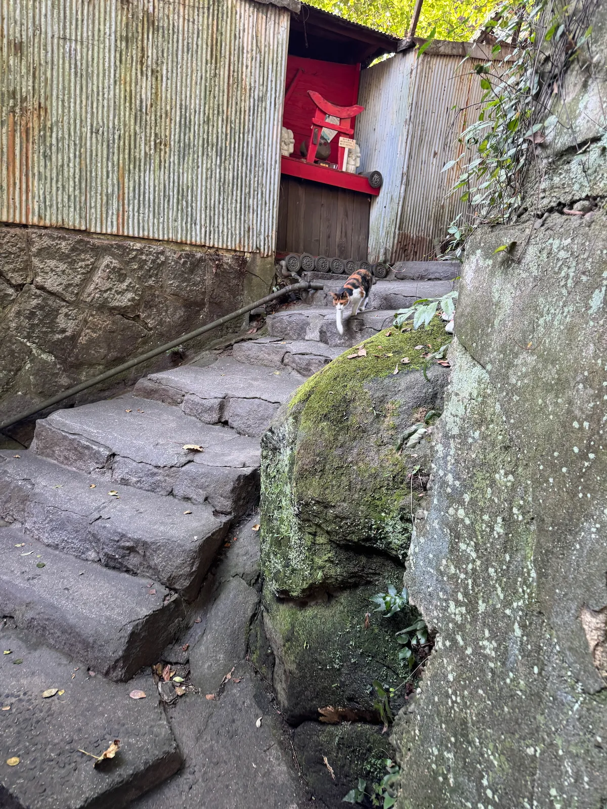 A Calico Cat was Greeting Us.